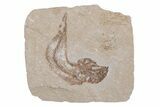Cretaceous Fossil Fish - Lebanon #218835-1